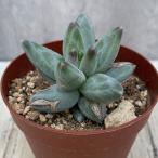 観葉植物多肉植物パキフィツムグラウ...