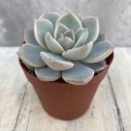観葉植物グラプトベリア白牡丹2.5...