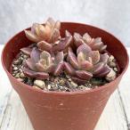 観葉植物シノクラッスラ天竺2.5号ポット