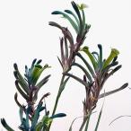 花木 庭木の苗 カンガルーポー マスカレード 5号鉢植え