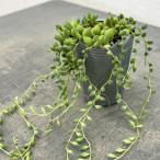 観葉植物セネシオピーチネックレス2.5号