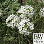 草花の苗スーパーアリッサムフロステ...