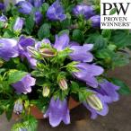 草花の苗/カンパニュラ：マジェステ...