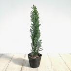  Hanaki садовое дерево. рассада хвойное дерево ( Lawson кипарис ) L Woods empire 3 номер pot 