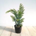  Hanaki садовое дерево. рассада хвойное дерево ( Lawson кипарис ) Corum Naris Gold 3 номер pot 