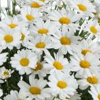 草花の苗 マーガレット ローリーズ ホワイトチョコレ