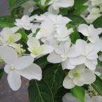花木 庭木の苗 ヤマアジサイ フジノシラユキ（富士の白雪）4号ポット