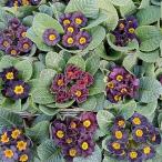 草花の苗 プリムラ ジュリアン アンティークブラック3