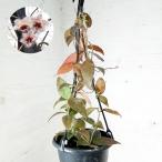 ショッピング多肉植物 観葉植物/ホヤ：カウダータ　スマトラ　5号吊り鉢