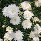 草花の苗 マーガレット モリンバ ミニホワイトダブル3