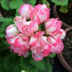 . цветок. рассада герань ( тюльпан ..) Rose Bud * Деннис 3.5 номер pot 