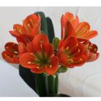 knsi Ran ..(yu поплавок .u)5 номер растение в горшке 