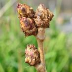  овощи. рассада треска. дерево натуральный женщина dala. дерево 4 номер pot ( брать дерево 1 год сырой рассада )