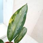 観葉植物/アグラオネマ:スワンナプーム 3.5号鉢植え 送料無料
