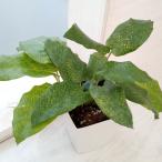 観葉植物/カラテア：ムサイカ（モザイク）　4号鉢入り