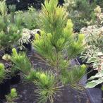  Hanaki садовое дерево. рассада matsu( сосна ) желтый золотой сосна Тунберга (ougon черный matsu) 6 номер твердость pot 