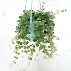 観葉植物 カランコエ フィフィ 3.5号