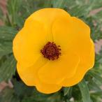 la наан kyulas Sara se Rene a maru tia5 номер растение в горшке 