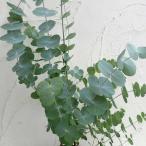  Hanaki садовое дерево. рассада эвкалипт sine редкость ( серебряный круг лист )3 номер pot 