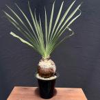 観葉植物/ブーファン：ディスティチ...