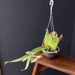 観葉植物/ビカクシダ：ウィリンキー...