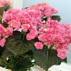 アジサイ:もこもこたん(ピンク)5号鉢植え(咲き進み〜開花終了)