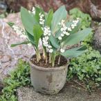 草花の苗 ドイツスズラン 八重咲き1芽入り3号ポット*