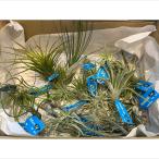  декоративное растение chi Ran jia( воздушный растения )M размер ассортимент 20 АО комплект бесплатная доставка 