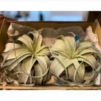 観葉植物チランジアキセログラフィカ...