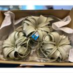 観葉植物チランジアキセログラフィカ...