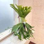 観葉植物/ビカクシダ(コウモリラン):ウィリンキー cv. ラプンツェル(子株pup)5号 23-02 送料無料