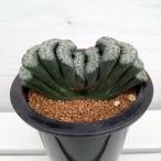 観葉植物/ハオルチア :玉扇 荒波の磯(白窓に鮮明緑模様)4号