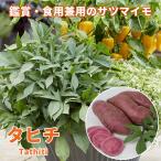 草花の苗トレジャーアイランドタヒチ...