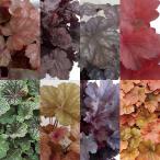 . flower. seedling / heuchera * Dolce . bargain 8 kind set free shipping 