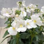 草花の苗ネメシアフェアリーシュシュ...