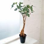 ショッピングツリー 観葉植物 ブラキキトン（ボトルツリー） ポプルネウス（丸葉タイプ） 5号ポット ザ・ファームセレクト