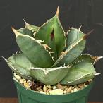 観葉植物 アガベ チタノタ×ジャガーノー