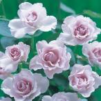 バラの苗 四季咲中輪バラ ミスティパープル大苗3.5号ロングポット