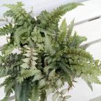 観葉植物 シダ ニシキシダ メタリカム 3.5号ポット