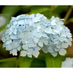 花木 庭木の苗 ヤマアジサイ ハナフブキ（花吹雪）3号ポット