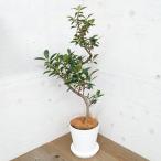 観葉植物/ギフトにフランスゴムの木...