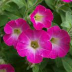 ショッピングほほえみ 草花の苗 ペチュニア（耐寒性） ほほえみ天使 ディープローズ3.5号ポット 12株セット 送料無料