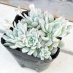 観葉植物/セダム：プロリフェラ錦3...