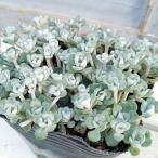 観葉植物/セダム：ケープブランコ3...