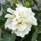 草花の苗ペチュニアインカワスカラン...