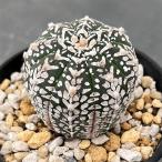 観葉植物/(わけあり特価)アストロフィツム:兜丸(Vタイプ)3号23-06