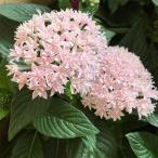 草花の苗 ペンタス（八重咲き） ライカ サクラ3.5号ポ