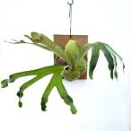 観葉植物/ビカクシダ(コウモリラン):ダウボーイ 板付け23-01