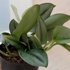 観葉植物/スキンダプサス:ムーンライト 3.5号