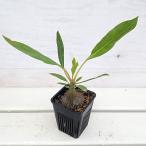 ショッピングわけあり 観葉植物/（わけあり特価）ミルメコディア：cf.プラティレア ピディー（国内実生株）　2号角鉢